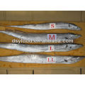 hot selling Iran Ribbon Fish